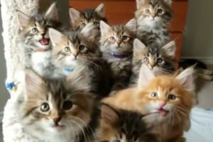 生まれたばかりの9匹の子猫達の息がぴったり！シンクロする光景が可愛すぎる♪