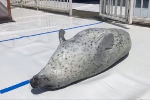 「何回も聞いていると何かのリズムのよう（笑）」アザラシがお腹をパチパチする動画に反響