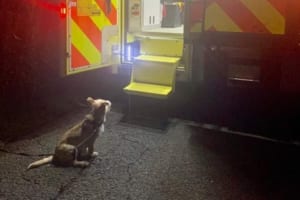 救急車の中で応急処置を受ける飼い主を心配そうに見つめるワンコ…その健気な姿に多くの反響