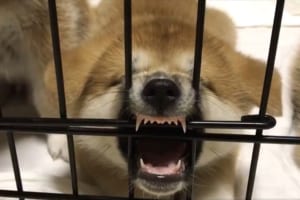「えっ？これって寝顔？」ゲージに噛みついたまま寝てしまった秋田犬の子犬が可愛いと話題に！