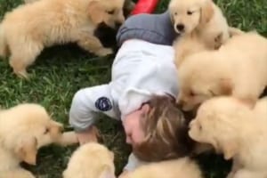 ここは天国か！？ゴールデン・レトリバーの子犬たちによるかわいすぎるモフモフ攻撃が男の子に炸裂しました！
