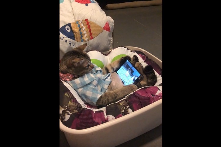 「まるで休日のオッサンのようだ…」スマホで映像を満喫するニャンコが面白い