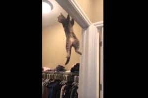 まるで忍者のよう！とんでもなくアクロバティックなジャンプを披露するニャンコが話題に