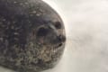 うずらの卵感がハンパない!海遊館の”丸すぎる”アザラシくんが想像以上にまんまるで可愛い
