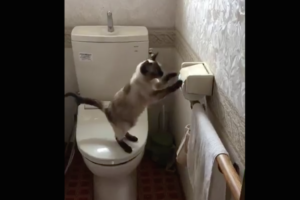 「極悪非道な悪事の瞬間が送られてきた」猫あるあるなイタズラに思わずクスッ