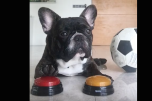 犬って色を識別できるの！？赤と黄色のカードを見てボタンを押すフレンチブルドッグに驚き！