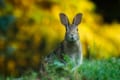うさぎはとっても性欲の強い動物だった!?プレイボーイのロゴに秘められた真実とは?