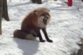 コンコンじゃなかった!猫のような甲高い"キツネの鳴き声"に衝撃を受ける人、続出!