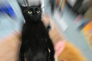 「刺さりそう」「強い意志を感じる」抱っこを拒否するニャンコの姿に思わず爆笑