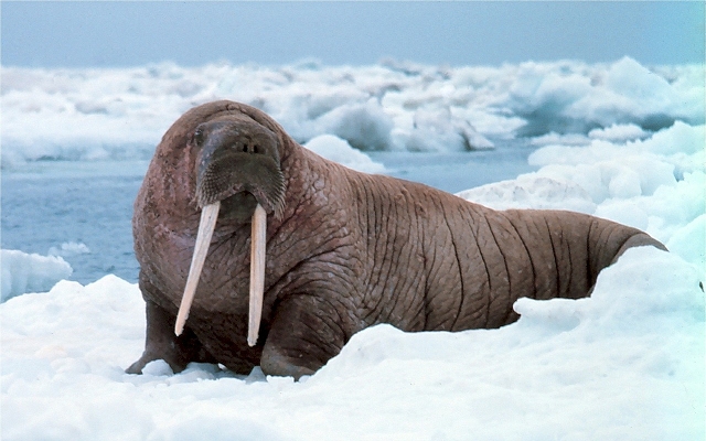 アシカとオットセイとアザラシの違いの見分け方！分かりやすい英語での名前も紹介！ FUNDO