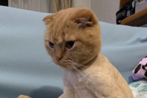 「おっさんが入ってる感が凄い」サマーカットされたニャンコの姿がめっちゃ可愛い！