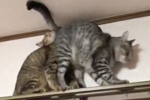 降りたいニャー！いや降りたくないニャン！2匹の猫が繰り広げるカーテンレールの上の攻防に爆笑