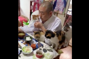 「にゃー、サンマ美味しそうだにゃー」猫ちゃんに囲まれた住職さんの朝食風景がめっちゃ可愛い