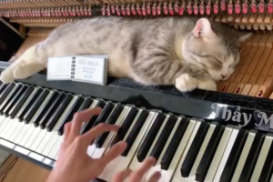 ピアノでマッサージ中！？「タララララ～♪」で思わずビクッとするニャンコが超可愛い