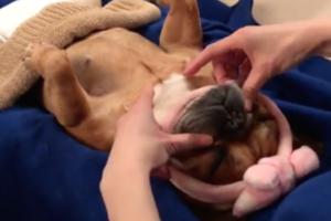 気持ち良さそう～！飼い主にマッサージを施されるフレンチブルドッグが美意識高くて超カワイイ！