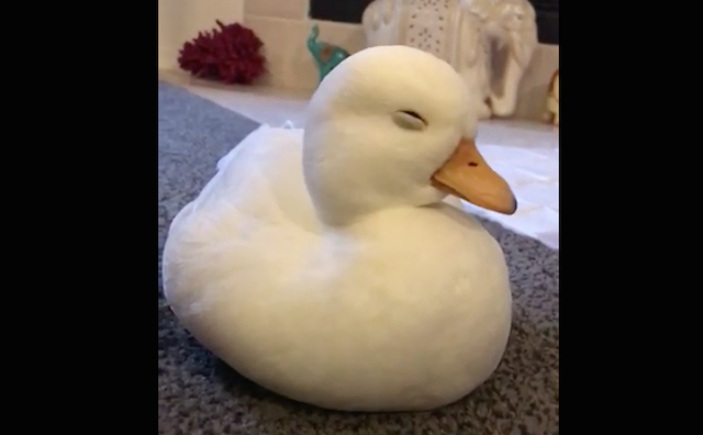 睡魔に襲われてコクリコクリ 船を漕ぎながら眠るアヒルの姿がめちゃキュート Fundo 睡魔に襲われてコクリコクリ 船を漕ぎながら眠るアヒルの姿がめちゃキュート Fundo