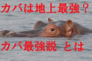 【カバ最強説】カバが"最強動物"と言われる理由を調べてみた