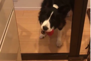 「そうだ！おもちゃを落としちゃえ！」どうしても境界線を越えたいワンコの行動が可愛すぎる