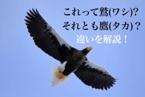 鷲（ワシ）と鷹（タカ）の違いや見分け方！ついでにトンビも解説