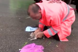 洪水で意識を失った小さな野良猫の救出劇！懸命に心肺蘇生術を施す男性の姿に感動...