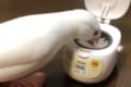 これは反則!ちっちゃな炊飯器でお米を食べる文鳥に「どっちも可愛すぎる!」の声