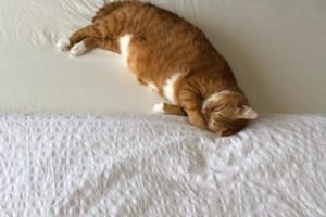 ベッドにニャンコの足跡がくっきり！左上から歩いてきたのが分かる1枚の写真に胸キュン！