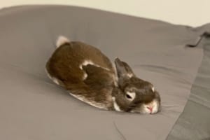 「もう動きたくない...」人をダメにするクッションは、ウサギをもダメにしていた（笑）