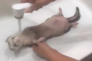 面白かわいすぎ！フェレットをお風呂に入れたら...「無の境地」に突入