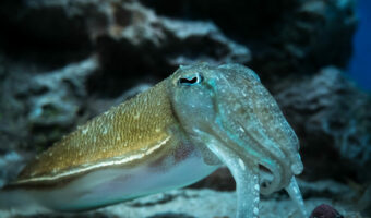 イカには心臓が3つあるってホント!?心臓を取っても死なないの?