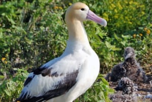 アホウドリの名前の由来はアホだから？鳴き声は関係なかった！その驚きの生態とは！？