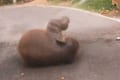 うわぁ~、冷たくて気持ち良い~!水浴びをするゾウの赤ちゃんが可愛い