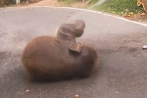 うわぁ～、冷たくて気持ち良い～！水浴びをするゾウの赤ちゃんが可愛い