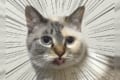 動物たちのテヘペロ12連発!Twitterで話題のハッシュタグ「全日本舌しまい忘れ協会」がめちゃ可愛い
