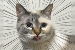 動物たちのテヘペロ12連発！Twitterで話題のハッシュタグ「全日本舌しまい忘れ協会」がめちゃ可愛い