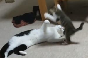 「来い！！」飛びかかろうとする妹を両手広げて受け止める、お兄ちゃんニャンコにほっこり