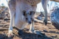 カンガルーの袋の秘密!くさいという噂は本当?気になる袋の仕組みとは?