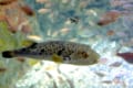 釣りの厄介者「クサフグ」が持つ毒、驚きの危険性とは!?食べることは出来るのか?