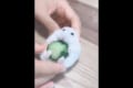 キュウリにかじりつく可愛らしいハムスター♪ 手を放すとコロンコロン転がっちゃう!?