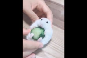 キュウリにかじりつく可愛らしいハムスター♪ 手を放すとコロンコロン転がっちゃう！？