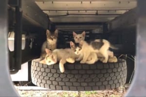 トラックの下をのぞいてみたら多くのニャンコが…冬だけではなく夏でも「猫バンバン」は必要！