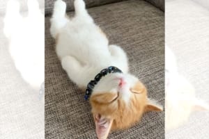 仰向けの姿勢で体が真っ直ぐ！珍しい寝方をするニャンコが可愛らしいと話題に♪