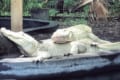 アメリカの動物園で暮らすアルビノのワニのカップルが話題に!19個の卵を産んで今夏に孵化する見込み