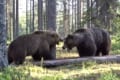 大迫力!!フィンランドで撮影された巨大なヒグマ同士のガチ喧嘩が怖すぎる!