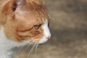 わずか24時間で50匹以上の猫の飼い主が決まる！とある動物保護施設のキャンペーンが話題に