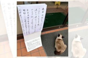 「店長の生まれ変わりかもしれませんね」セブンイレブンの入口から離れない猫と貼り紙が話題に