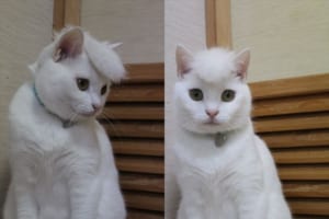 「まさに “なめんなよ！”状態ですね」“なめ猫”を彷彿とさせるツッパリニャンコが話題に！