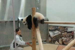 わちゃわちゃ動き回るパンダの赤ちゃんと飼育員さんのやりとりが、まるでコントのようだと話題に！