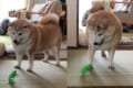 ビクッ！ビクッ！カエルのおもちゃに対する柴犬のリアクションがめっちゃ可愛い♪