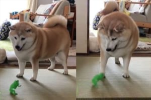 ビクッ！ビクッ！カエルのおもちゃに対する柴犬のリアクションがめっちゃ可愛い♪