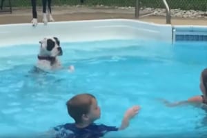 プールでバシャバシャと水面をたたく子供達…その様子を見ていたワンコがとった行動が微笑ましい♪